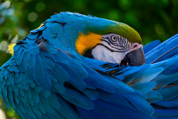 blue and yellow macaw