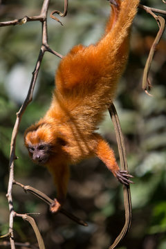 Mico- Le&atilde;o-Dourado em seu habitat natural. Esp&eacute;cie em risco de extin&ccedil;&atilde;o. Esp&eacute;cie End&ecirc;mica do Brasil. 