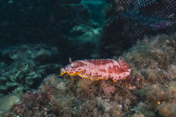 Fototapeta na wymiar Nudibrânquio vermelho no fundo do mar.