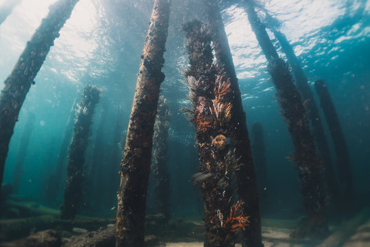 Pilar de madeira submerso do Pier de Busselton, coberto por corais e vida marinha.