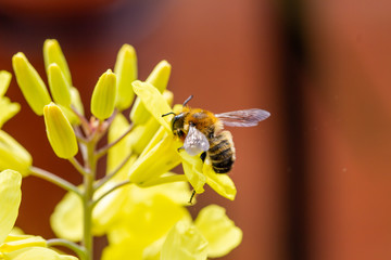 Brussels sprout yellow flowers with bee in natural light