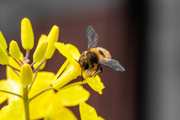 Brussels sprout yellow flowers with bee in natural light