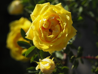 Bush with blooming yellow rose buds. Beautiful bush of yellow roses in a spring garden. Rose garden.