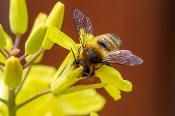 Brussels sprout yellow flowers with bee in natural light
