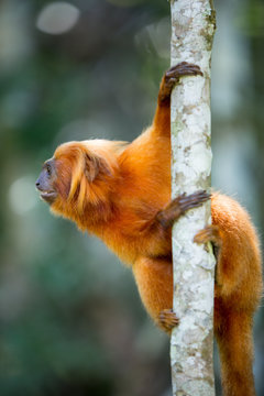 Mico- Le&atilde;o-Dourado em seu habitat natural. Esp&eacute;cie em risco de extin&ccedil;&atilde;o. Esp&eacute;cie End&ecirc;mica do Brasil. 