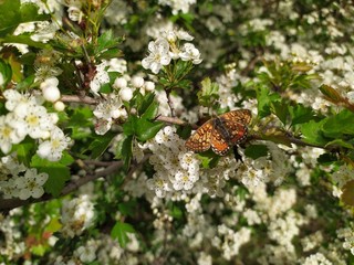 A beautiful butterfly with a bright orange and yellow pattern sits on a branch of a flowers hawthorn bush