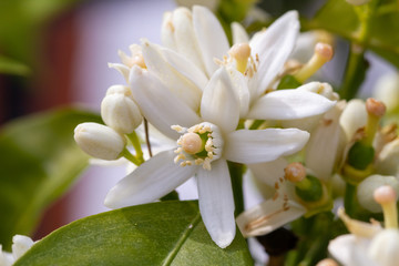 Orange blossom flowers in natural light