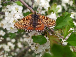 A beautiful butterfly with a bright orange and yellow pattern sits on a branch of a flowering hawthorn bush