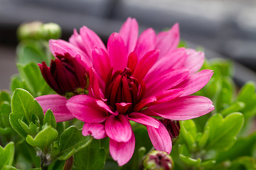 Red chrysanthemums flowering plants