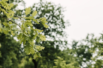 Lush green leaves in deep forest in springtime