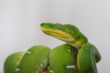 Corallus caninus - Green Snake - beautiful green snake.