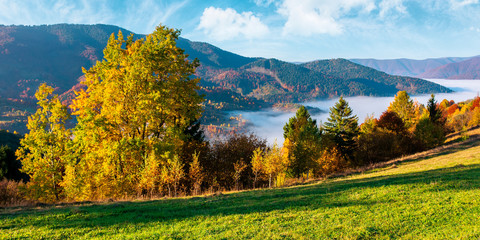 valley full of fog. autumn landscape at sunset. forest in colorful foliage on the grassy hill. beautiful mountain scenery in autumn. cloud inversion wonderful nature phenomenon