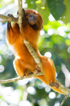 Mico- Le&atilde;o-Dourado em seu habitat natural. Esp&eacute;cie em risco de extin&ccedil;&atilde;o. Esp&eacute;cie End&ecirc;mica do Brasil. 