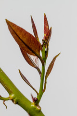 Blossom of potted lemon tree (Citrus limon)