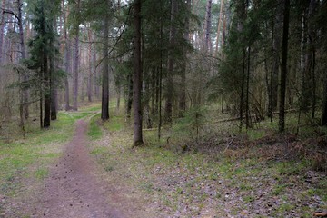 path from the forest on a cloudy spring day