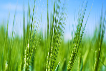 Fresh green cereal field with blue sky in spring sunshine. Barley grain is used for flour, barley bread, barley beer, some whiskeys, some vodkas and animal fodder. Closeup for wallpaper or background.