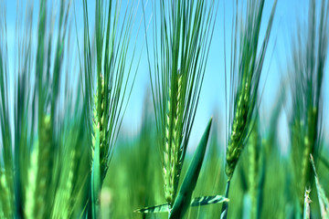 Fresh green cereal field with blue sky in spring sunshine. Barley grain is used for flour, barley bread, barley beer, some whiskeys, some vodkas and animal fodder. Closeup for wallpaper or background.