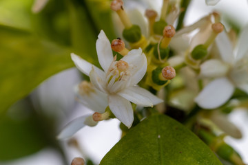 Obraz premium Orange blossom flowers in natural light