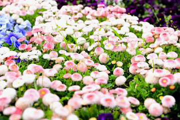 Piękne biało-różowe kwiaty w parku miejskim