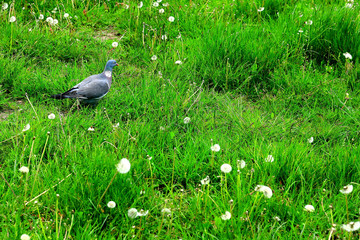 Gołąb spacerujący po miejskim trawniku
