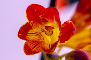 Fototapeta na wymiar Freesia flowering plants in spring natural light