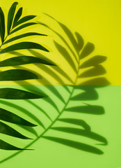 Palm leaf abstract on green and yellow background. Minimal tropical shadow concept.