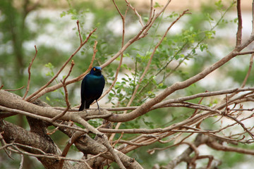 black shimmering bird in tree in South Africa