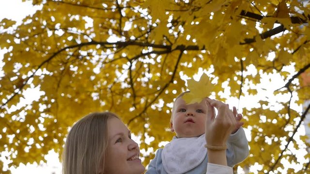 A young attractive mom in a good mood plays with a little cute child in the autumn on the nature, admires and plays with maple yellow leaves. Bokeh and sunlight.