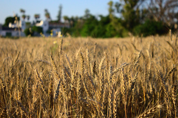 Campo de espigas de trigo