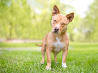 A cute tan and white mixed breed dog with short legs and pointed ears, listening with a head tilt