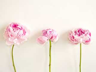 Pink peonies on white background. Floral design with simple modern nature background. Minimal flowers concept.