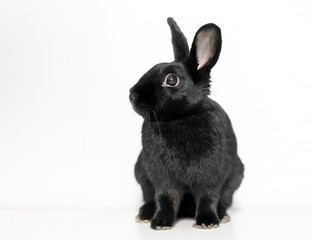 A black Dwarf domesticated rabbit with upright ears sitting on a white background