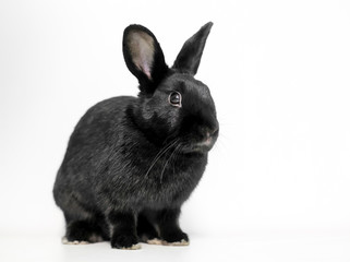 A black Dwarf domesticated rabbit with upright ears sitting on a white background