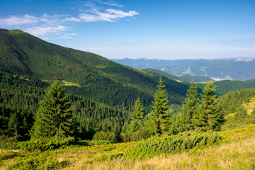Fototapeta na wymiar forest on the hillside. view in to the valley. green nature scenery concept. beautiful mountain landscape in summer. blue sky with some clouds in the morning above the distant ridge