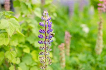 Close up of pink flowers of Lupinus, commonly known as lupin or lupine, in full bloom and green grass in a sunny spring garden, beautiful outdoor floral background photographed with soft focus