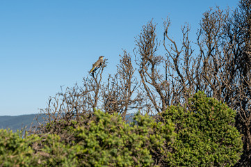 Singing honey eater bird, Lichenostomus virescens at Split Point, Aireys Inlet, Australia