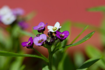 Fototapeta na wymiar Violet lobularia maritima flowers in natural light