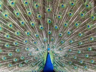 Fototapeta premium Blauer Pfau