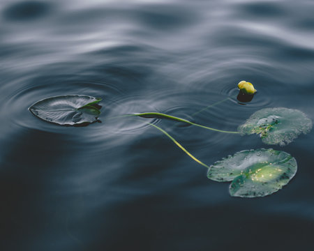 Lilypads In The Water With Ripple Motion Of The Water