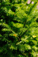 Closeup photo of green needle spruce tree. Blurred pine needles in background
