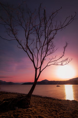 Silhouetted Tree During Sunset In Okanagan Region of British Columbia, Canada