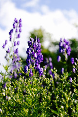 Obraz premium Aconite flowering in a flowerbed in a country garden
