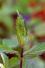 Close-up of green mint plants