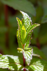 Close-up of green mint plants