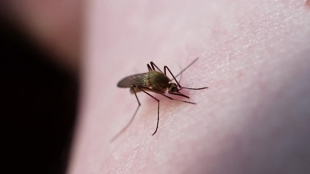 Mosquito eats blood on human skin. The concept of blood-sucking insects common in spring and summer. Macro