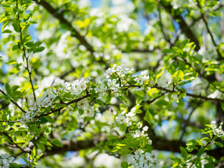 Pear tree branches with flowers.