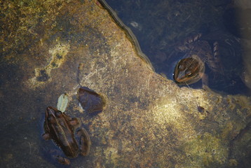 Wild Spanish Frogs in Pond