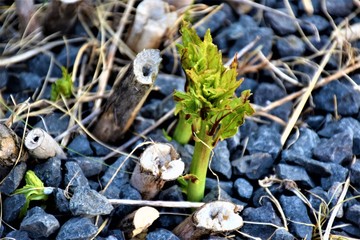 Młoda roślina w kamieniach