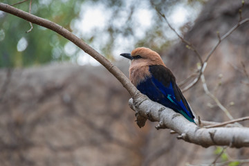 Blue-bellied roller sitting in a tree  
