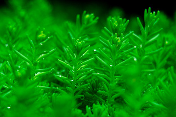 green grass in raindrops. green grass background.
